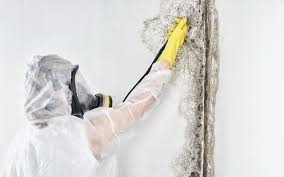 Asbestos and Lead Testing During Mold Inspection in Troup, TX